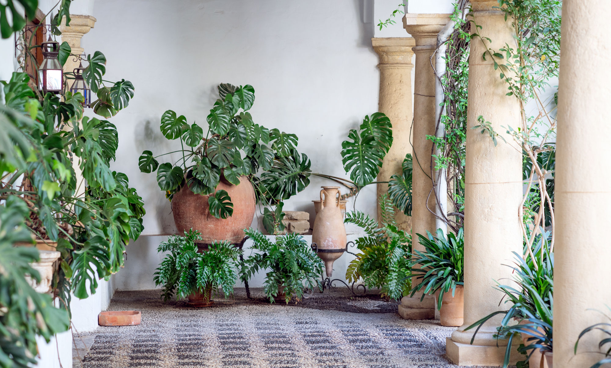 Des plantes vertes dans un coin du palais de Viana à Cordoue, en Espagne