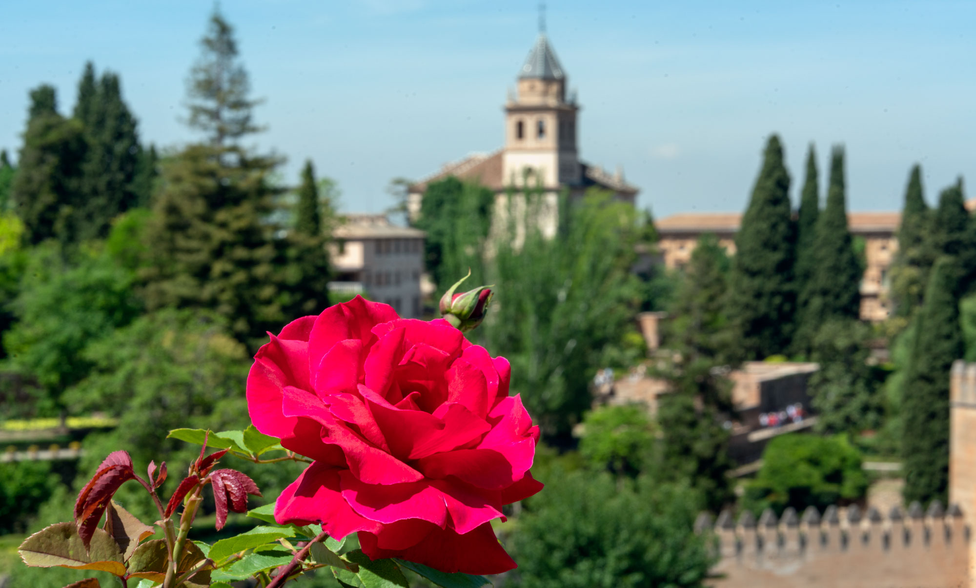 Una rosa roja en los jardines de la Alhambra, Granada – España